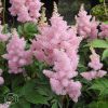 Astilbe Sister Theresa